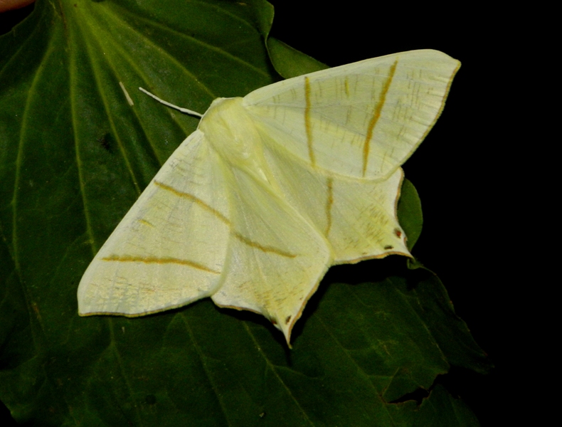 Da Toano: Ourapteryx sambucaria - Geometridae